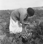 Mexican Migrant Woman Harvesting Tomatoes