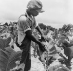 Sharecropper Worming Tobacco