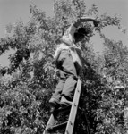 Harvesting Pears