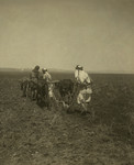 Plowing, Palestine