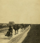 Camel Train Headed Towards Bethlehem