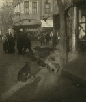 Dogs in the Street, Constantinople