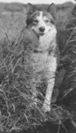 Alaskan Huskie Dog