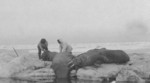 Men Hunting Walruses