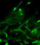 Anthrax Direct Fluorescent Antibody (DFA) Cell Wall Stain