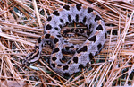 Venomous Pygmy Rattlesnake