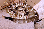 Venomous Northern Black Tailed Rattlesnake (Crotalus molossus)