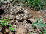 Desert Massasauga Rattlesnake (Sistrurus catenatus)