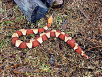 Venomous Broadbanded Copperhead Snake (Agkistrodon contortrix laticinctus)