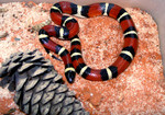 Milk Snake (Lampropeltis triangulum annulata)