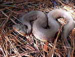 Western Cottonmouth Snake (Agkistrodon Piscivorus Leucostoma)