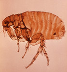 Female Xenopsylla Cheopis Flea (oriental rat flea)