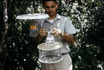 Field Researcher Detaching a Collection Bag from a Light Trap Full of Mosquitoes