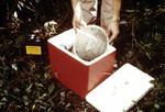Field Researcher Setting a Mosquito Collection Bag inside a Cooler that will be Transported to a Laboratory Setting
