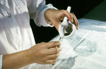 Laboratory Technician Pouring a Ground Mosquito Suspension into a Vial During an Arbovirus Study