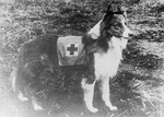 Red Cross Dog