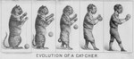 Evolution of a Cat-Cher