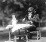 Chimpanzee at a Table