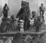 Monkeys and Bear Playing Instruments