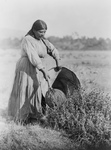 Pomo Woman Gathering Seeds