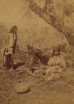 Three Ute Natives