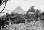 Pyramids From Mena House