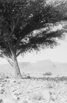 Tree Framing the View of Masada