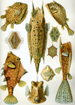Ostraciidae or Box Fish