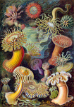 Sea Anemones (Actiniae)
