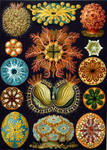 Ascidiae, Ascidians, Sea Squirts