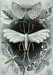 Tineida, Moths