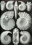 Ammonitida