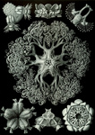 Ophiodea, Brittle Stars, Sea Stars