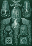 Cubomedusae or Box Jellyfish