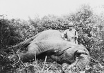 Roosevelt With Elephant He Just Killed