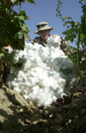 Soldier With Cotton