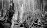 Lumberjack by Stumps