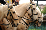 Marine Corps Mounted Color Guard on Palaminos