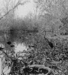 Alligator and Bird in a Swamp