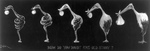 Evolution of a Snake Into a Stork