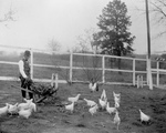 Booker Taliaferro Washington Feeding Chickens