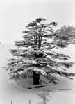 Cedar Tree in Snow