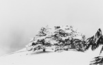 Cedar Trees in Snow