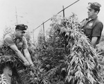 Men in a Marijuana Crop