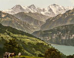 Cows Near Lake Thun, Switzerland