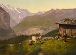 Farmers Milking a Cow in Switzerland