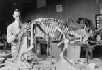 Paleontologist Preparing a Dinosaur Skeleton
