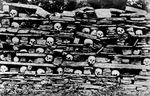 Human Skulls on a Rock Shelf