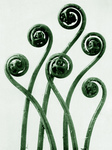 Elegant Curled Fronds of a Maidenhair Fern in Green Tones