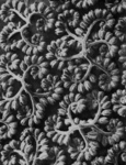 Elegant Background of Phacelia Tanacetifolia Tendrils